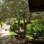 Degli Ulivi