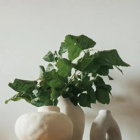Degli Ulivi *